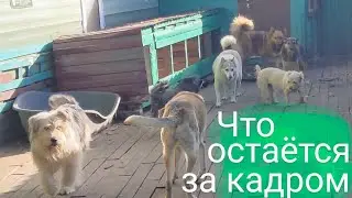 Косточки в вольеры, Цезарь среди приводных и что остаётся за кадром