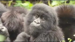 Learn About Who We Are | Dian Fossey Gorilla Fund Overview