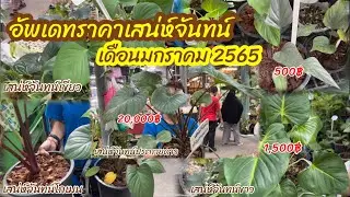 อัพเดทราคาต้นเสน่ห์จันทน์ เดือนมกราคม 2022 ตั้งแต่หลักร้อยจนถึงหลักหมื่น จันทน์ประกายดาว จันทน์ดำ