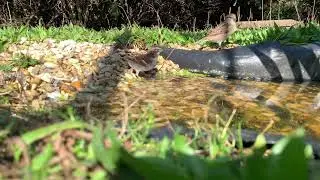 Our Wildlife Garden