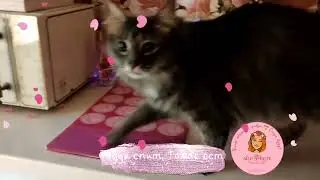 😁 Спинальник Тедди наслаждается свои подарком, а Томасик ведёт в самое любимое место📍