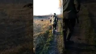 Охота на фазана с легавой. Домик в Подмосковье