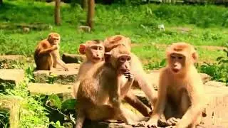 Really so sad all orphan baby and adult monkeys when not baby Brady, Rainbow and Libby plying with.