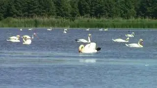 jezioro łabędzie czyli "pasożyty" hodowli ryb