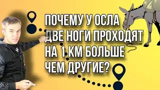 Задачка Почему у осла две ноги проходят на 1 км больше чем другие?
