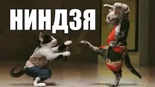 20 котов, которые постигли тайны ниндзя
