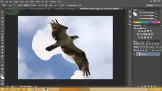 Toonima Channel: Photoshop Cơ Bản - Phần 10: Công cụ Chọn - Selection Tool