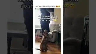She even waited for him to sit back.. lol. Love pit bulls 