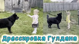 Смелая девочка дрессирует большого черного волкособа Гулдана