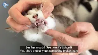 Cat With Crushed Jaw Taken to VET Rescue by Viktor Larkhill Where He Saves Another!
