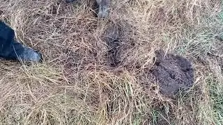 Коп в Кораблинском районе. Читаем описание под видео, Выезд на целый день !!!!!