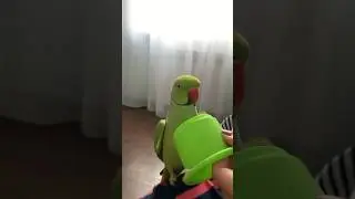 Поскакал говорящий ожереловый попугай Ричи 