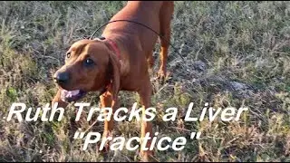 Ruth Tracks a Deer Liver