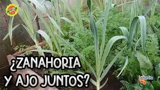 plantar AJOS y ZANAHORIAS juntos salvara tus cultivos - asociación beneficiosa Zanajo
