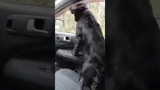 Спаниель по кличке Гараж. У кого то машина в гараже, а у нас Гараж в машине.