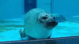Compilation of THICC seals 6