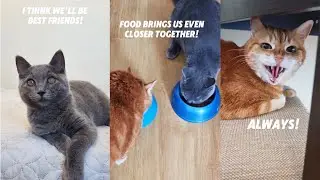 First Days Of Our Two Cats Together #orangecat #gingercat #britishshorthair  #funnycatvideos