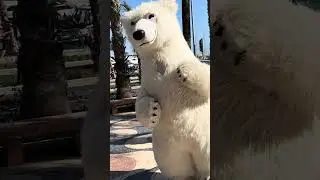Harinam in Alicante, polar bear appreciating Harinama