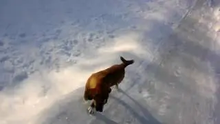 Прогулка с собачкой