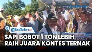 Sapi Berbobot Satu Ton 136 kilogram Meraih Juara Satu di Kategori Ekstrim