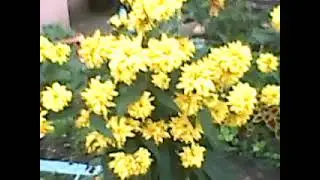 АВГУСТОВСКИЙ УЛИЧНЫЙ МИНИ-БЛОГ №1124 ПРОГУЛКА ПО БУТОВО ДО ПАДИКА...
