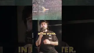Dog vs 3 crocodiles 