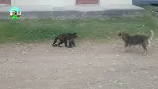 MONO JUGUETÓN en la Calle de Huicungo