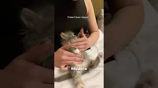Teaching a Kitten to Fart Author: @posigan 