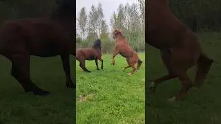 РАЗБОРКИ У ЛОШАДЕЙ Малыш не любит Магистра, и это взаимно #shorts #shortsvideo #конный