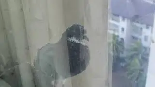 How To Keep Birds Away DIY Bird Deterrent