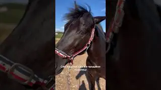 When a horse turned out to be more powerful than a tank🤭