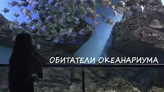 Обитатели Московского Океанариума