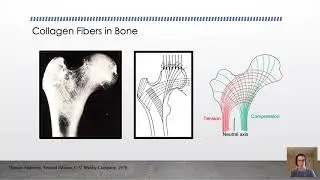 ENGB 420: Biomechanics of Bone - Response to Loading (Wolff's Law)