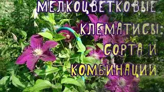 Мелкоцветковые клематисы: сорта и комбинации