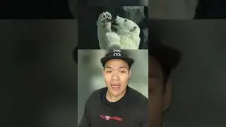 Semua hewan di kebun binatang ini palsu !