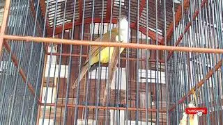 CUCAK JENGGOT besetan pedes pancingan jitu