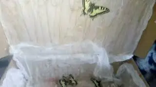 Вывелось много Махаонов 🦋🦋🦋🦋🦋🦋🦋🦋🦋🦋🦋🦋