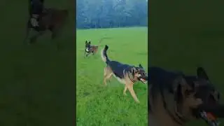 tiraning  German shepherd and Belgian malinois to search the ball