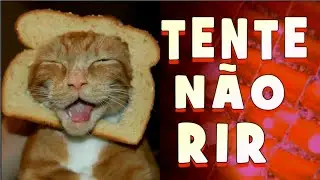 Tente não rir  - Vídeos engraçados 2019 - SE VOCÊ RIR OU SORRIR , VAI TER QUE REINICIAR O VÍDEO