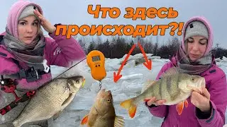 ОГРОМНЫЕ ОКУНИ И ЛЕЩИ НА БАЛАНСИР! Это была БЕШЕНАЯ РЫБАЛКА😱 Клев как по последнему льду!