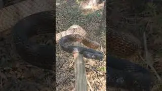 Balancing Coachwhip snake in Florida
