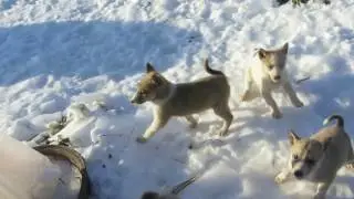 Щенкам 1 месяц и 19 дней.