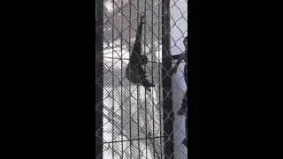 Хайуанаттар паркі