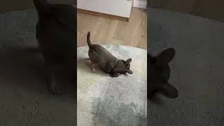 Чихуахуа Лея играет с игрушкой 
