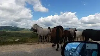 Konji na cesti | Horses on the road