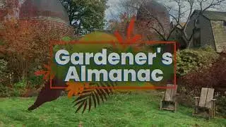 Gardener's Almanac: Bulb Planting during a Dry Fall Season