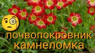 Камнеломка-красивый и неприхотливый цветок 👍