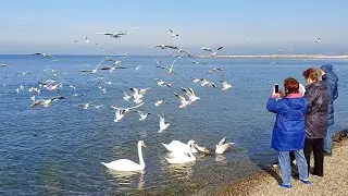 АНАПА ПОГОДА 3 ДЕКАБРЯ 2020. ЛЮДИ КУПАЮТСЯ! ПЛЯЖ ВЫСОКИЙ БЕРЕГ. МАЛАЯ БУХТА. ДИЛУЧ. БФО. Море манит!