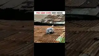 Có tất cả những Clip hay Triệu View TikTok Trung Quốc (P 356) thế giới động vật #shorts #shortsvideo