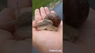 Красотка  ахатина...